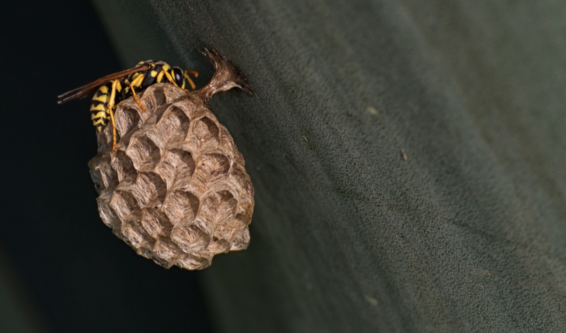 Le vespe cartonaie